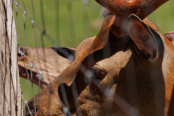 A deer and fawns behind a fence in a landscape zoo on a summer day.