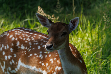A deer and fawns in a forest and a park on a summer day