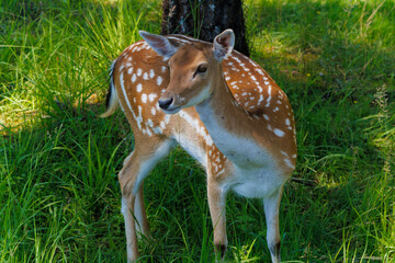 A deer and fawns in a forest and a park on a summer day