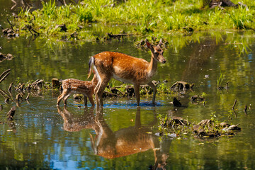 A deer and fawns in a forest and a park on a summer day