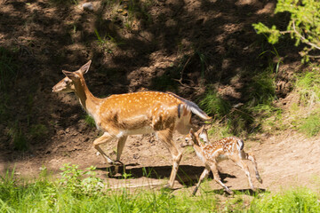 A deer and fawns in a forest and a park on a summer day