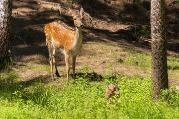 A deer and fawns in a forest and a park on a summer day