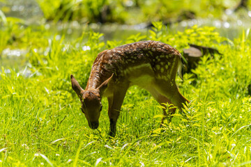 A deer and fawns in a forest and a park on a summer day