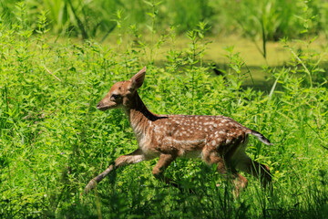 A deer and fawns in a forest and a park on a summer day