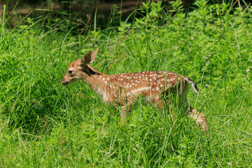 A deer and fawns in a forest and a park on a summer day