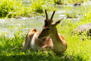 A deer and fawns in a forest and a park on a summer day