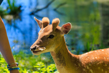 A deer and fawns in a forest and a park on a summer day