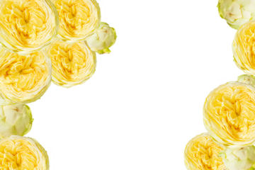 Yellow peony-style garden roses arranged as a corner frame on a white isolated background. Ideal for greeting cards, wedding invitations, or floral design templates. Isolated on transparent  PNG