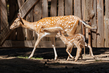 A deer and fawns in a forest and a park on a summer day