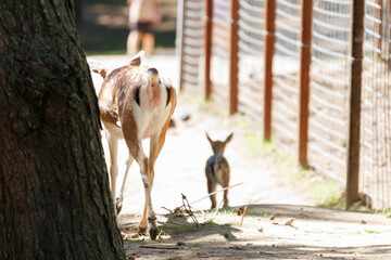A deer and fawns behind a fence in a landscape zoo on a summer day.