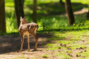 A deer and fawns in a forest and a park on a summer day