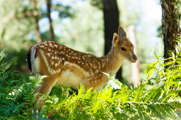 A deer and fawns in a forest and a park on a summer day