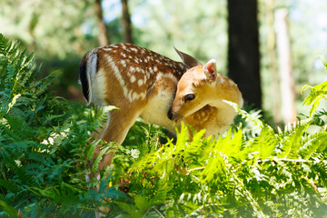 A deer and fawns in a forest and a park on a summer day
