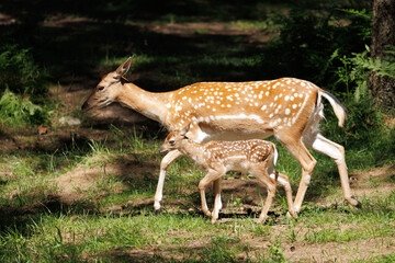 A deer and fawns in a forest and a park on a summer day