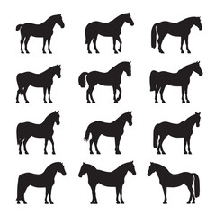 Vector silhouette set of equine on white background 