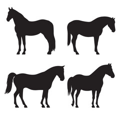 Vector silhouette set of equine on white background 