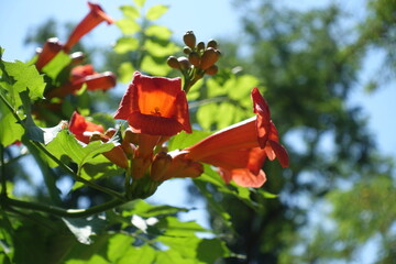 Close view of reddish orange flowers of Campsis radicans against blue sky in July