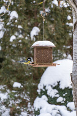 Bright titmouse perches on snow-covered feeder in serene winter forest, surrounded by snowy trees and gently falling flakes. Bird feeder hangs on tree