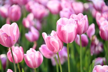 A vast field of pink tulips blooms under the soft warmth of a spring afternoon, their delicate petals glowing with life and beauty, filling the landscape with peaceful vibrance.