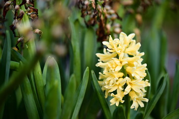 A radiant yellow hyacinth blooms vividly against calm green foliage in shallow depth. Its plump petals catch light beautifully, creating a rich contrast of bright warmth against cool undertones.