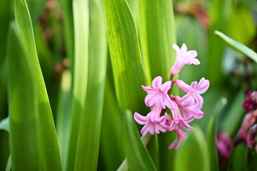 Delicate pink petals curl gently under the soft embrace of greenery, as the hyacinth flower blooms...