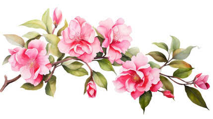 Fototapeta premium Watercolor Branch with Bright Pink Camellia Flowers and Leaves — Botanical Clipart on Transparent Background