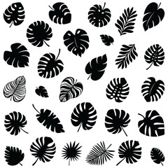 Set of exotic leaves. Vector silhouettes of monstera, tropical leaves. Simple, minimalist style. For summer eco design. Tropical leaves. Jungle exotic palm plants. Banana, philodendron, monstera leaf