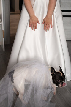 Wedding day. The bride's favorite dog is dressed in a veil