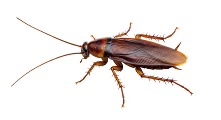Isolated Cockroach Insect Detailed Close Up