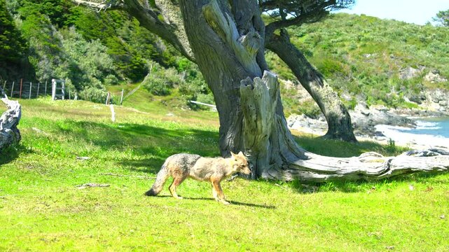 South American fox stands on grass near gnarled tree on a rocky coast. Coastal landscape with ocean and wooded hills in background. Ushuaia region, Argentina.