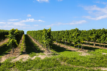 A row of grape vines with a clear blue sky in the background