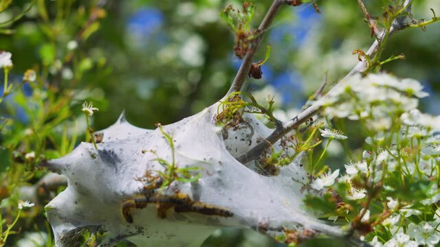 Close Up of Caterpillars on Spider Web on Honeysuckle Shrub Branch in Bloom with Small White Flowers and Insects During Summer.