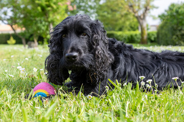 dog