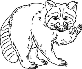hand drawn sketch raccoon