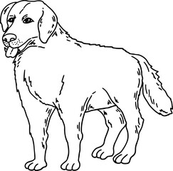 hand drawn sketch dog