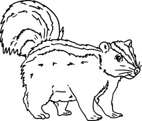 hand drawn sketch skunk