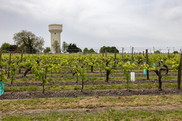 vineyards in France