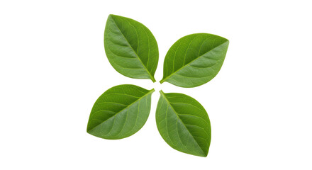 Isolated Four Green Leaves Arranged in Symmetrical Pattern
