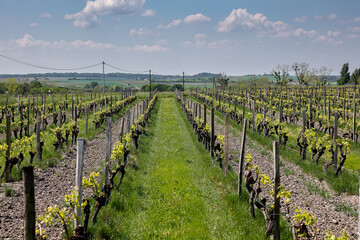 vineyards in France