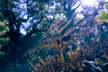 autumn leaves, fall season flora