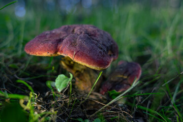 Mushroom growing in the forest, close up view. Boletus pinophilus