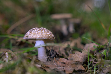 Golden mushroom in the forest. Amanita pantherina