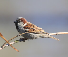 A sparrow sits on a leafless tree branch