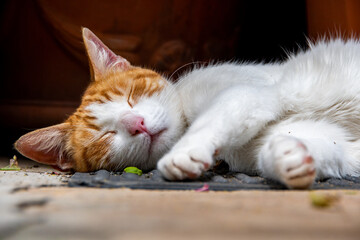A white and ginger street cat laying on its side. Selective focus on the cats eyes.