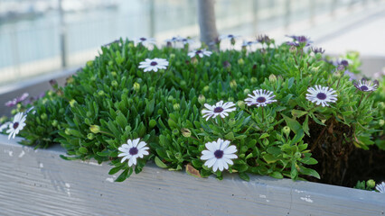 African daisies blooming in a sunlit outdoor setting in torrevieja, spain, showcasing vibrant greenery and tranquil coastal background colors.