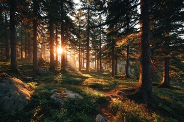 Obraz premium Sunlight filters through a dense forest of tall trees.