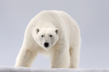 Polar bear facing camera on icy terrain, Svalbard