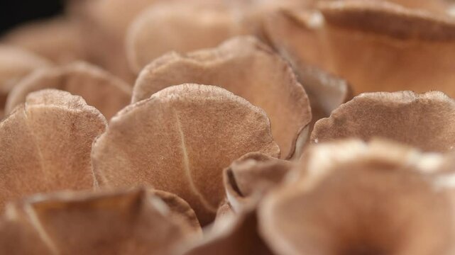 Hen of the Woods or Maitake Mushroom Rotating. Close up View