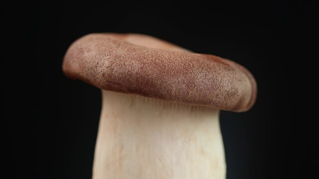 Pleurotus Eryngii Or King Oyster Mushroom Rotating On Black Background. Close up View