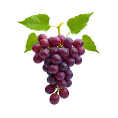 Fototapeta premium Bunch of dark red grapes with green leaves on a white background fresh fruit nature botanical isolated object healthy eating organic food ingredient sweet and juicy